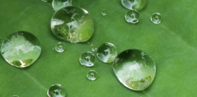 water_droplets_on_leaf_650x320